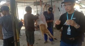 Kegiatan Koperasi Ternak Ngandan Jejama kabupaten Pringsewu, Ini Kata H.Sutikno.