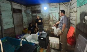 Benih Lobster Senilai Rp 1,1 Miliar Dari Gudang Penampungan yang Digerebek Polda Lampung Akan Dikirim Ke Vietnam