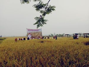 Penjabat Bupati Pringsewu Panen Perdana Padi Metode Tanpa Olah Tanah