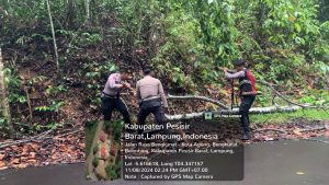 Polsek Bengkunat Evakuasi Pohon Tumbang Di Jl. Lintas Barat, Taman Nasional Bukit Barisan Selatan