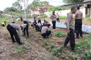 Dengan Teknik Sederhana, Polres Way Kanan Manfaatkan Lahan Kosong Dukung Ketahanan Pangan Nasional