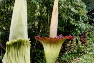 Bunga Bangkai Raksasa, Simbol Pentingnya Pendidikan Konservasi Di Liwa Lampung Barat