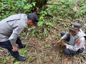 Jejak Harimau Ditemukan Di Way Balak, Polres Pesibar Lakukan Langkah Antisipasi
