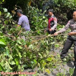Respon Cepat, Polsek Bengkunat Evakuasi Pohon Tumbang yang Menutup Jalan