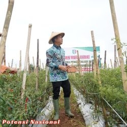 Panen Raya Cabai, Bupati Pringsewu Dorong Program Peningkatan Produksi Pangan