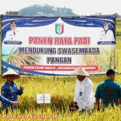 Dukung Swasembada Pangan, Bupati Pringsewu Panen Raya Padi di Pekon Fajaragung
