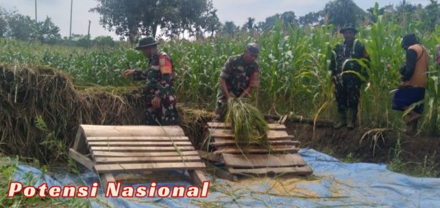 Danramil 06/Baradatu Turun ke Sawah, Bantu Petani Panen Raya di Gunung Labuhan