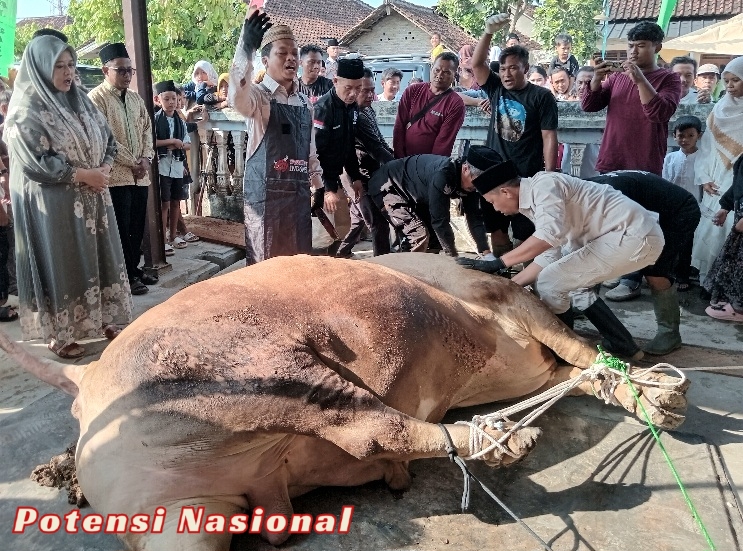 Bupati Pringsewu Imam Salat Idul Adha & Juru Sembelih Hewan Qurban