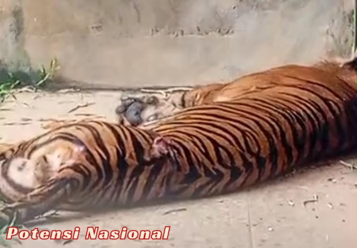 Kematian Harimau Sumatera “Bakas” Jadi Sorotan: GERMASI Nilai Gagalnya Sistem Konservasi di Indonesia