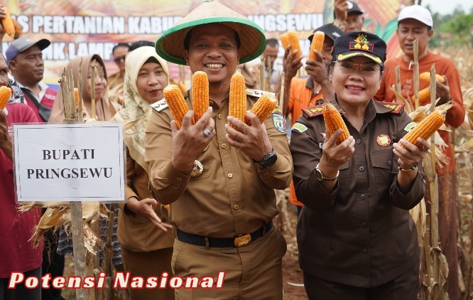 Pemkab Pringsewu Dukung Upaya Pengembangan Jagung Sebagai Komoditas Strategis
