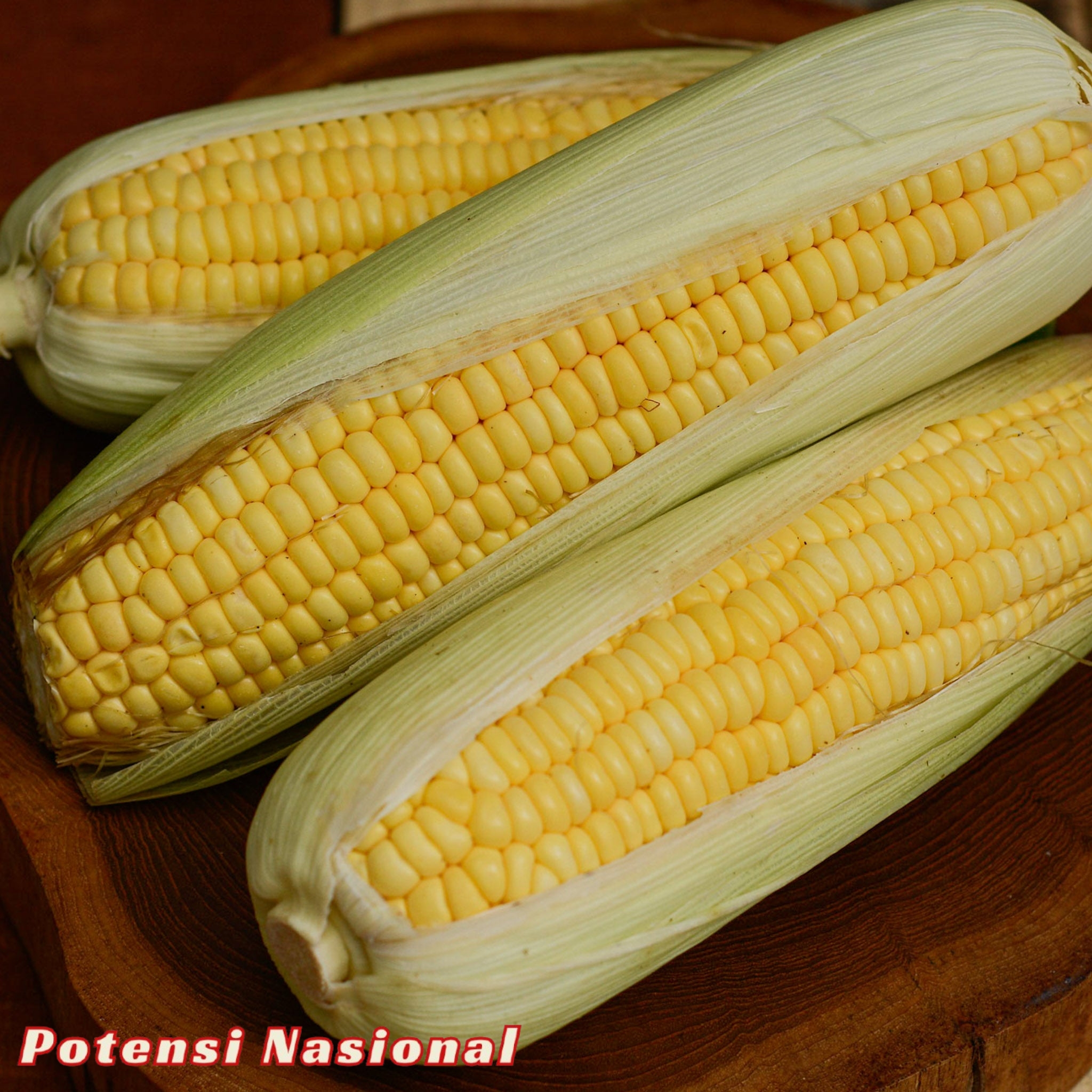 Pemkab Pringsewu Dukung Upaya Pengembangan Jagung Sebagai Komoditas Strategis