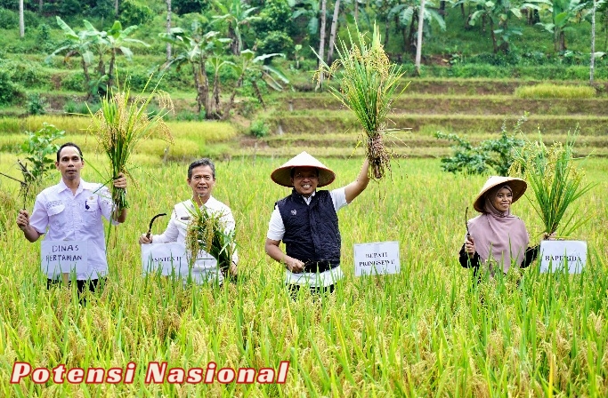 Bupati Pringsewu Tinjau Panen Raya Padi Sehat Di Sukoharjo
