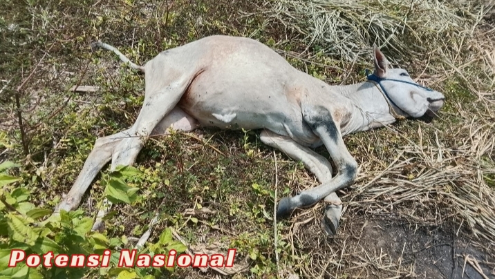 Program Pembelian Sapi BUMDes Pekon Kota Jawa Disorot, Empat Ekor Mati Diduga Tak Terawat