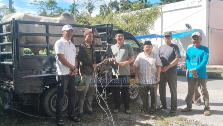Pemkab Pesibar Gelar Pemotongan Hewan Kurban Idul Adha 1447 H, Perkuat Semangat Berbagi Dan Kepedulian Sosial   