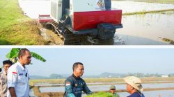 Bupati Pringsewu Tanam Padi Perdana Corporate Farming