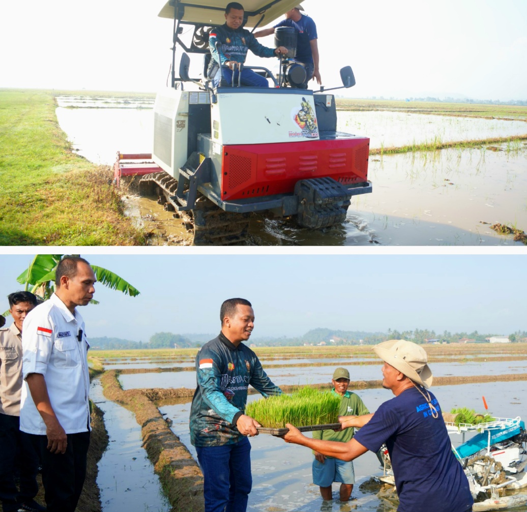 Bupati Pringsewu Tanam Padi Perdana Corporate Farming