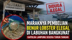 Diduga Marak Praktik Pembelian Benur Lobster Ilegal di Labuhan Mandi Bangkunat, APH dan Polda Lampung Diminta Bertindak