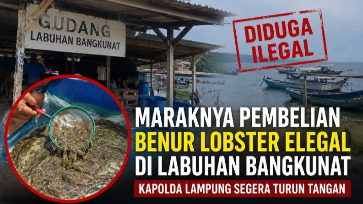 Diduga Marak Praktik Pembelian Benur Lobster Ilegal di Labuhan Mandi Bangkunat, APH dan Polda Lampung Diminta Bertindak