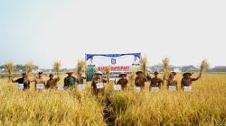 Wabup Panen Raya Di Wonosari, Pemkab Pringsewu Terus Dukung Sektor Pertanian
