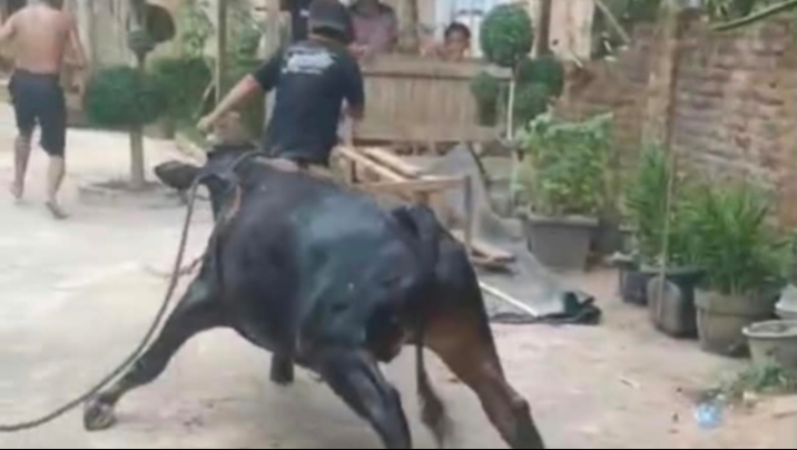 Terperosok ke Dalam Sumur, Seekor Sapi di Way Ngison Berhasil Dievakuasi Damkarmat Pringsewu